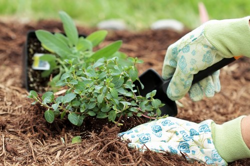 Close-up of plant bed needing attention